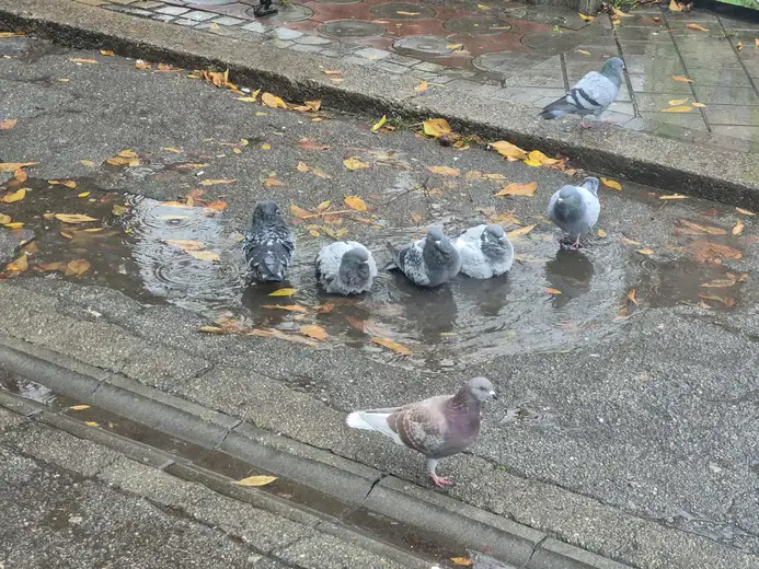 Vremenska prognoza: Danas nikud bez kišobrana!