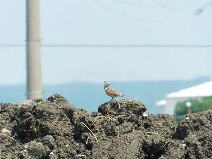 Ptice uthinule - epiloga nema: Postupak je još uvek u toku?