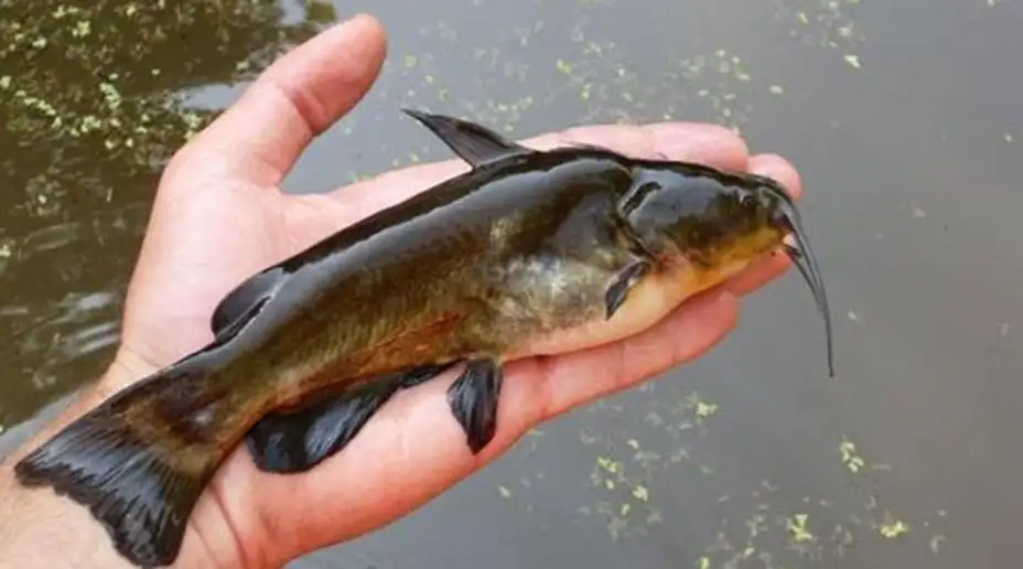 "Cverglanijada": Više od sporta!