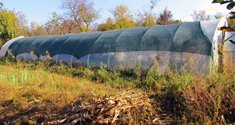 Pao zbog droge: Posadio konoplju kod vikendice u Grljanu!