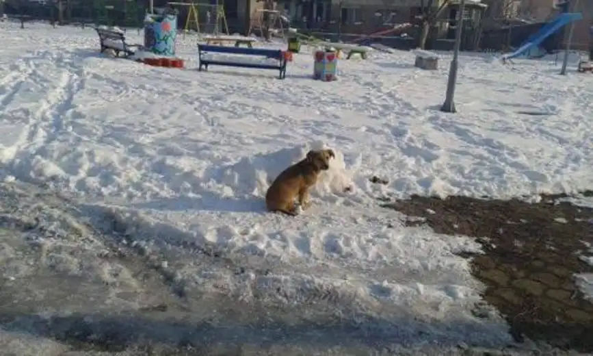 "Koalicija za život" reagovala povodom problema pasa lutalica: Nisu zabeleženi slučaji napada na decu!