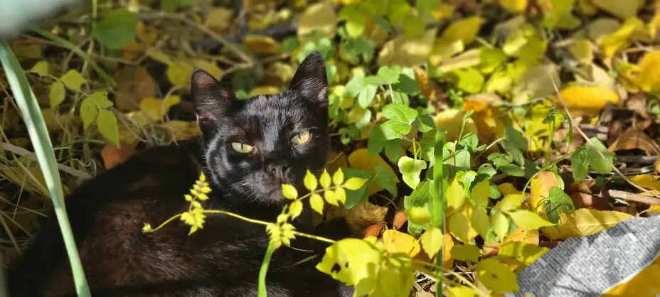 Pretežno sunčano i toplo, temperatura do 22 stepena