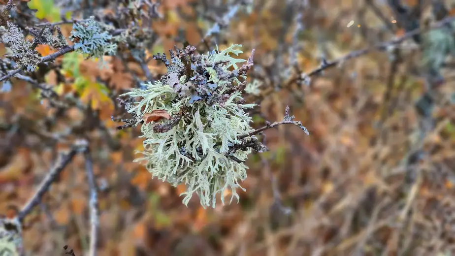 Ujutru i pre podne magla, tokom dana pretežno sunčano