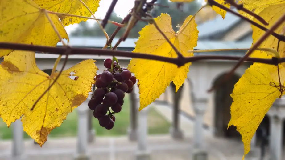 Posle hladnog jutra, topao novembarski dan – temperatura i do 23 stepena