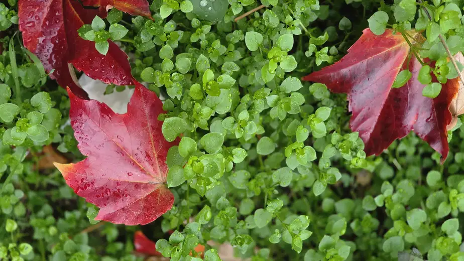 Vremenska prognoza: Kišobran i danas obavezni modni detalj