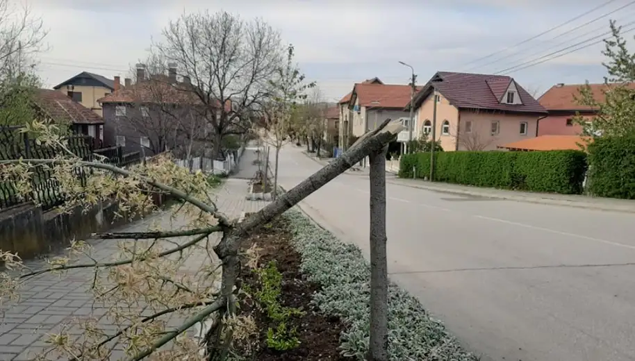 Vandali ne miruju: Slomljena 3 mlada drveta u ulici 29. novembra u Zaječaru
