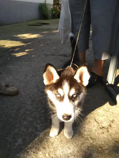 Traži se vlasnik: Pronađeno štene haskija u blizini vašarišta