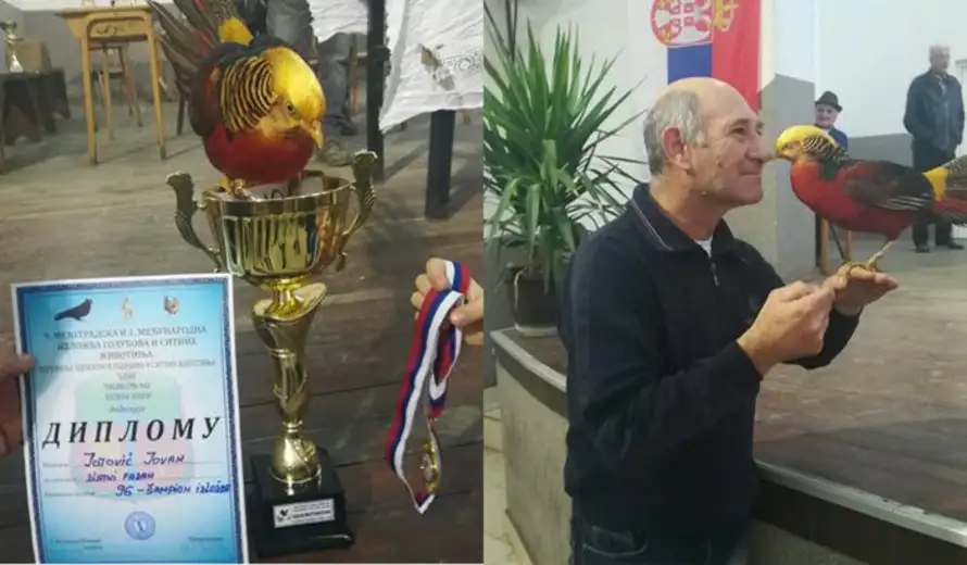 Šampion izložbe u Velikom Izvoru Zlatni fazan, odgajivača Jovana Jotovića
