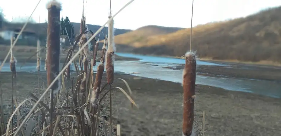 Počeo popis ptica na teritoriji Zaječara