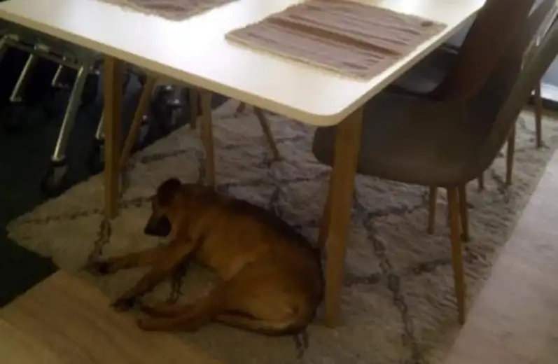 Psi lutalice dobrodošli u prodavnicu Jysk u Zaječaru