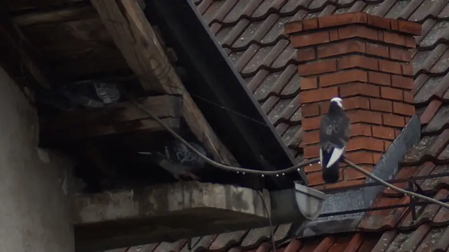 RUŠI ILI OZAKONI -Hoće li imati ko da sprovede Zakon o legalizaciji objekata na selu?