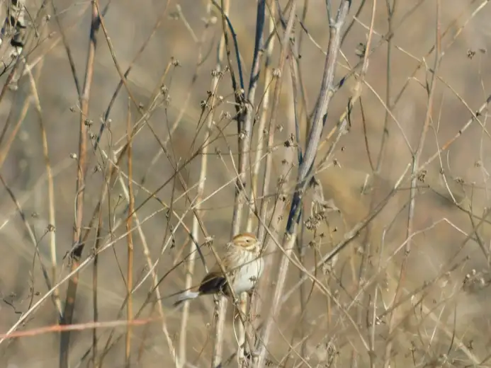 Vremenska prognoza za sredu 22. januar