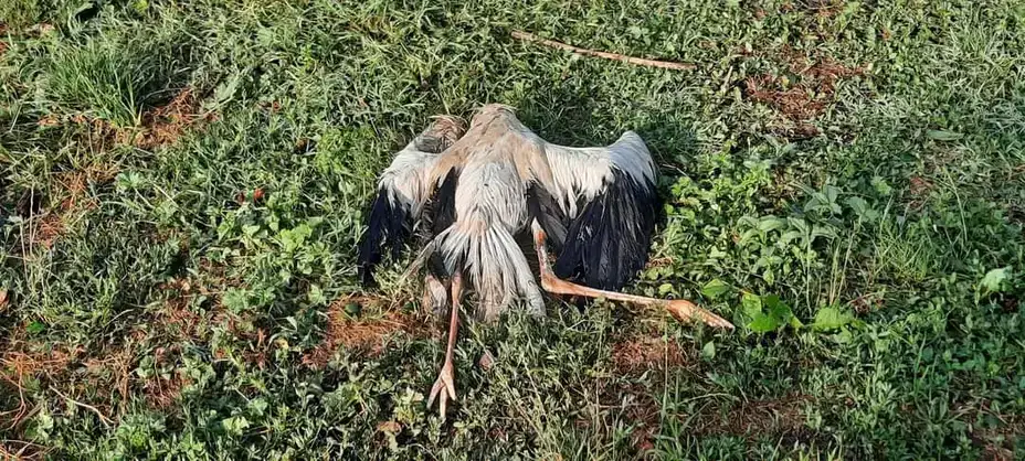 Ptičiji grip stigao u Srbiju: Apel građanima da jave ako im iznenada ždral sleti u dvorište