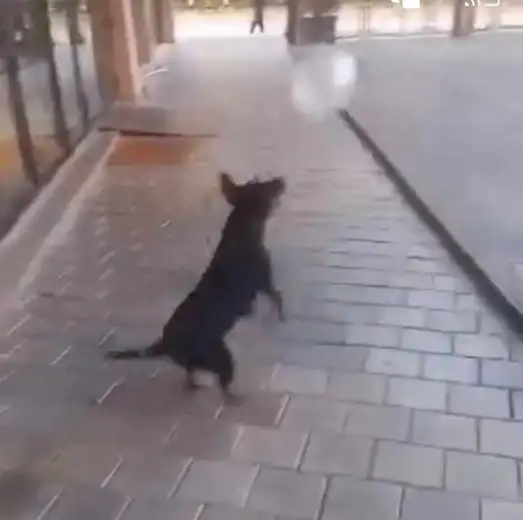 Užas u Zaječaru: Pas usmrćen petardama