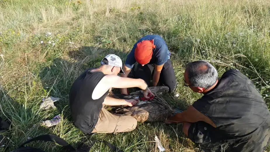 Srpski ornitolozi prstenovali beloglave supove u Bugarskoj