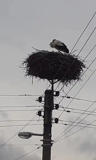 Foto dana: Vratile se rode