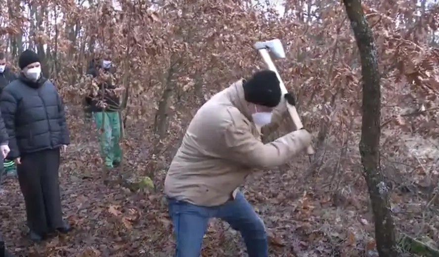 Tradicionalno sečenje badnjaka u Zaječaru