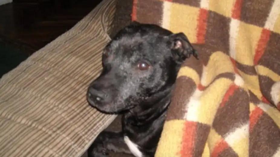 “Noćas sam umro”: Priča jednog psa, koja je rasplakala region!