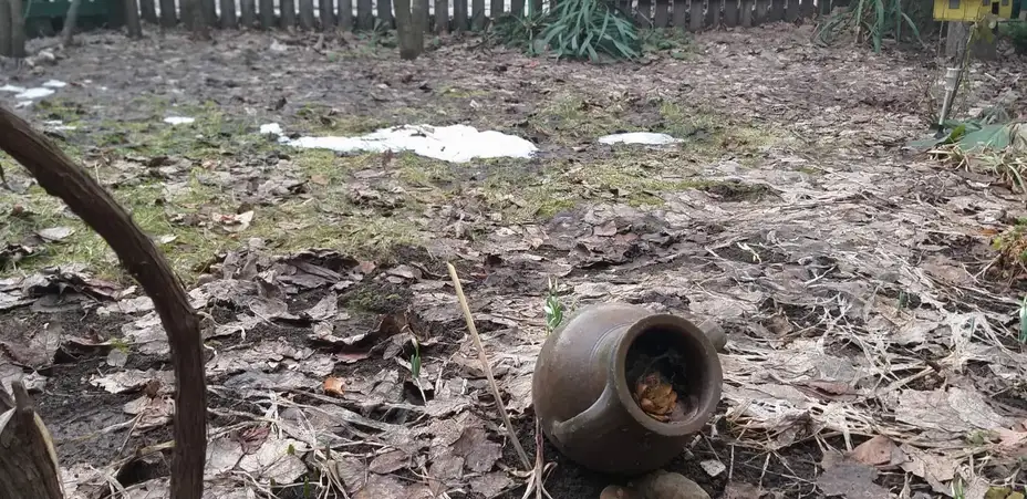 Visibabe najavljuju proleće: ocvetale zaječarske bašte