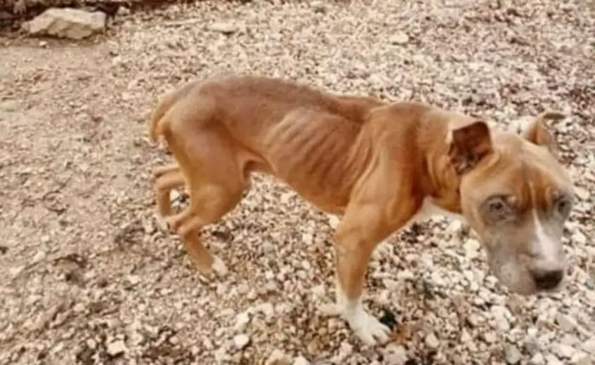 KOSTUR IZ ZAJEČARA: Baz nas očajnički moli za pomoć, dijagnoza se ne zna, ali on kopni svaki dan!