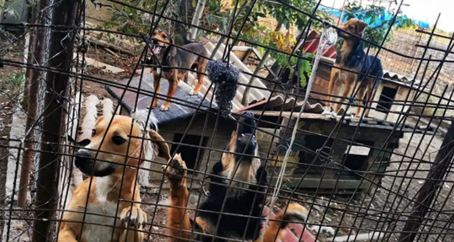 Iz Bete apeluju: Pomozite psi su prepušteni sami sebi