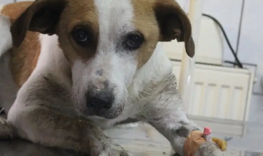 ZLOČIN U ZAJEČARU: Neko je psu bacio kiselinu, JEZIK I USTA SU POTPUNO SPRŽENA!