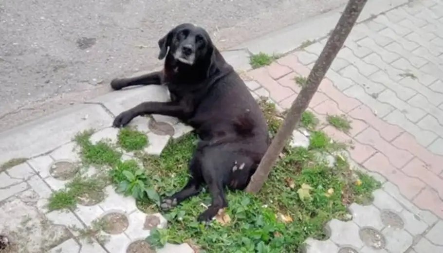 Usred Zaječara upucan pas: Otkazale mu noge, a para za operaciju nema