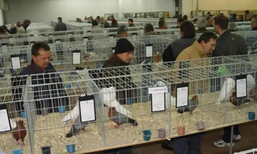 Za vikend u Velikom Izvoru Međunarodna izložba golubova, kunića i ukrasne živine