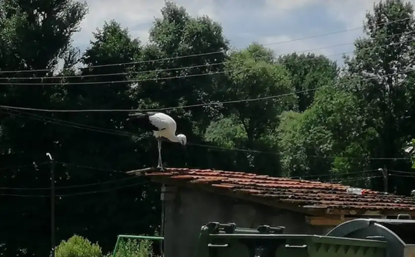 Srušeno gnezdo belih roda u Šarbanovcu