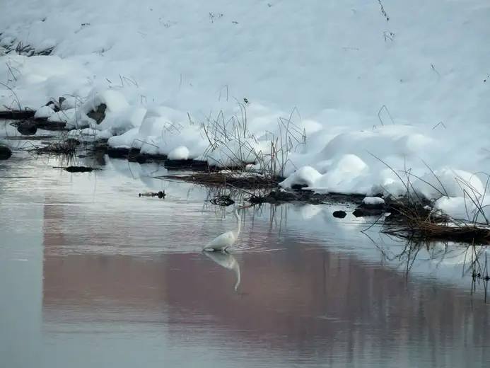 Prošetajte do plaže i uživajte: ples čaplji na Popovoj plaži!