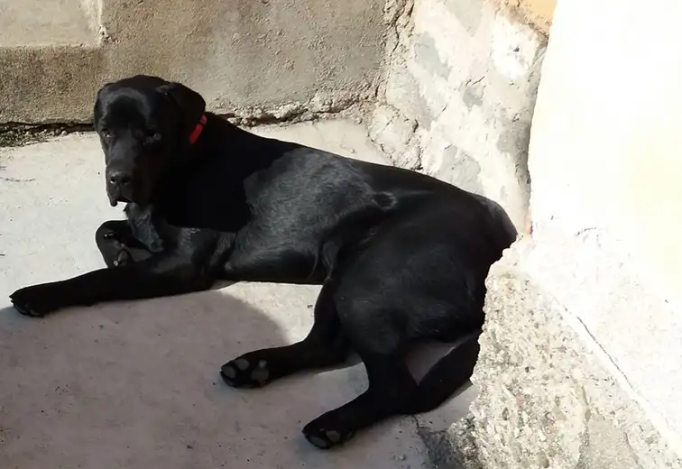 Pomozite Cezaru da se vrati kući!