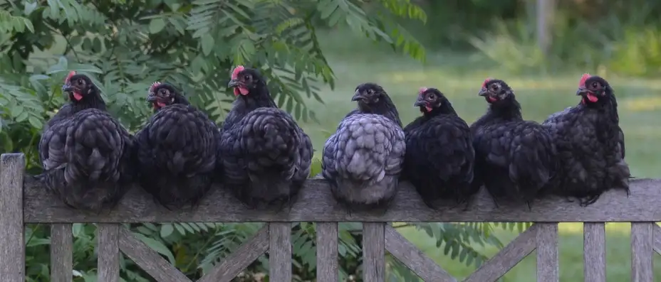 Da li stavljati jaja u vodu odmah ili kada počne da ključa? Razlika postoji
