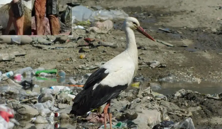 Seoba ptica: Svetski putnici u našim krajevima