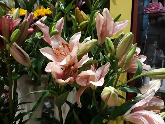 Nova cvećara „Gaga“ daruje cvetni aranžman!