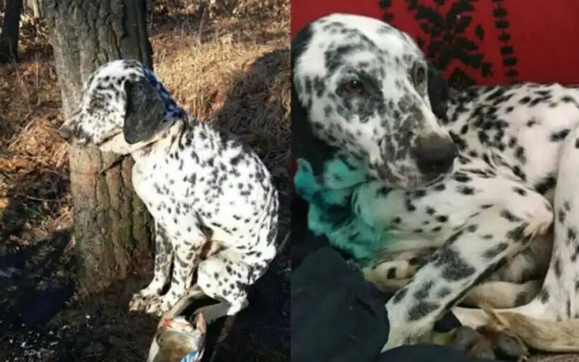 BOR: Pas vezan za drvo, žica mu se usekla u vrat –brzom akcijom spasen