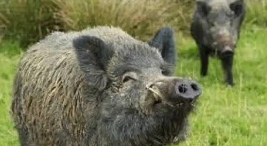 U ataru Velikog Izvora potvrđen slučaj afričke kuge svinja kod divlje svinje