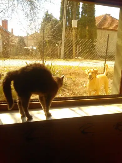 Pomozite Đoletu da se vrati kući!