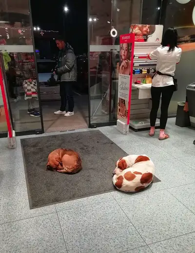 Psi lutalice dobrodošli u prodavnicu DM u Zaječaru