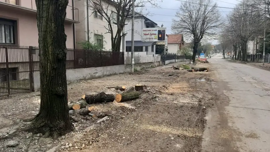 Privremena obustava saobraćaja u ulici Ivana Milutinovića zbog seče drvoreda