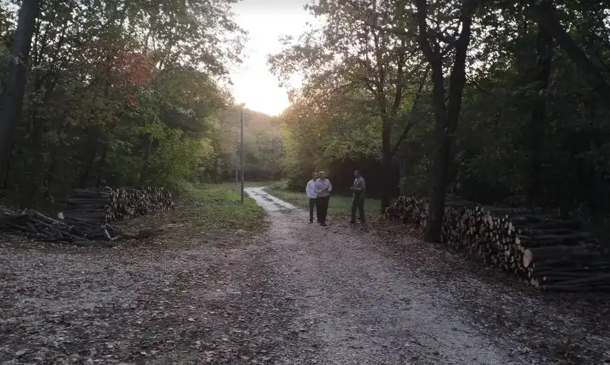 Dok iz opozicije u Zaječaru kažu da vlast seče zdravo drveće na Kraljevici, iz nadležnog preduzeća tvrde da je reč o sanitarno-uzgojnoj seči