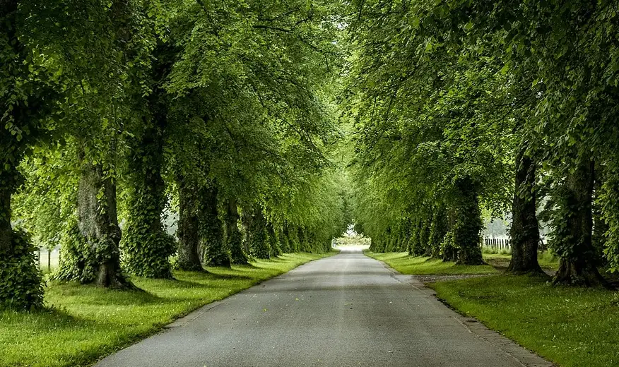 Partijski kadar pod hladom bačke lipe