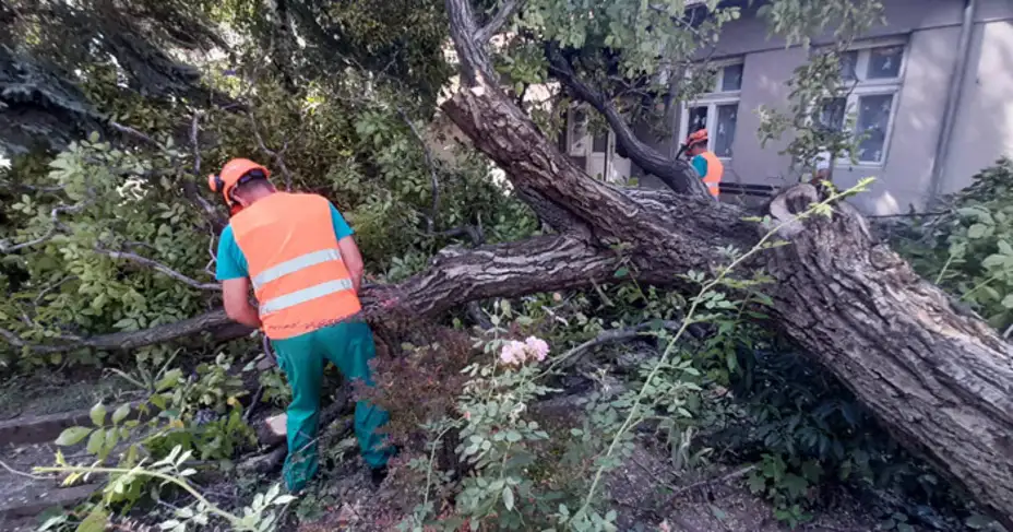 Počeli radovi uređenja biblioteke: Isečen orah i tuja