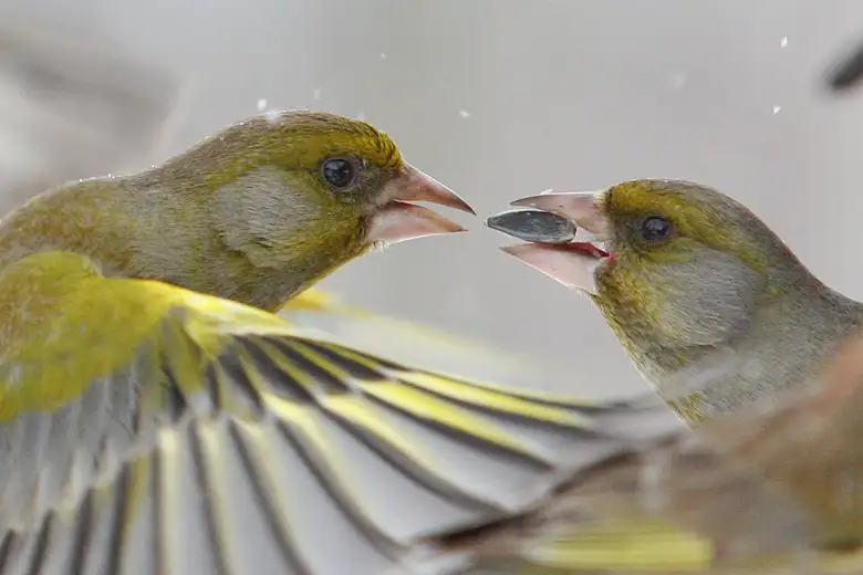 Sačuvati zdrav razum u Srbiji: kako ptice mogu pomoći u tome?