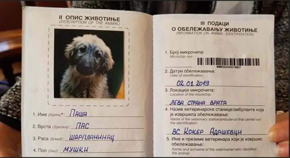 Vučić poklonio svog psa?!