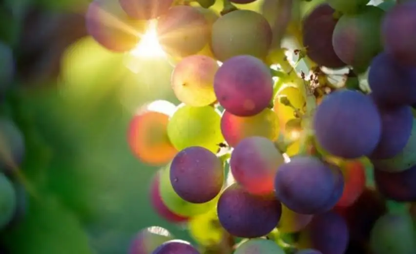 Običaji i narodna verovanja: sutra se „preobražava“ i gora i voda