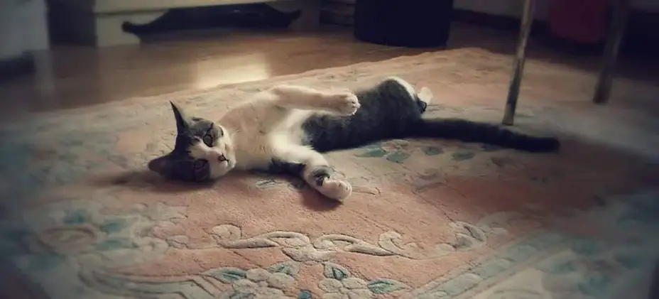 Nestao mačak: Pomozite da se Hektor vrati kući!