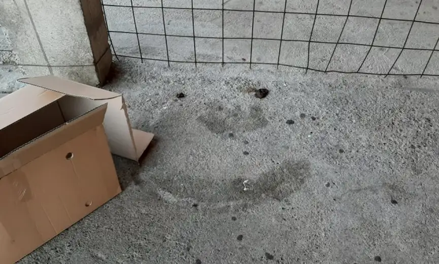 Masovno trovanje u Zaječaru: Otrov usmrtio veći broj pasa