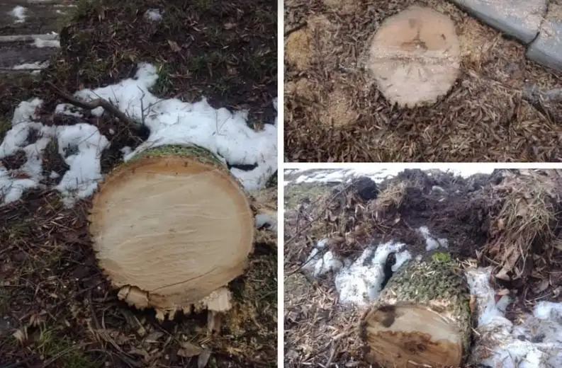 Fondacija "Iskorak": Ko seče šumu na Kraljevici?