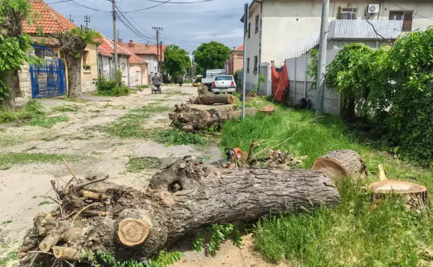Posečeno drveće u Istraskoj ulici