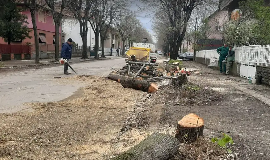 Počela seča lipa zbog rekonstrukcije ulice Ivana Milutinovića